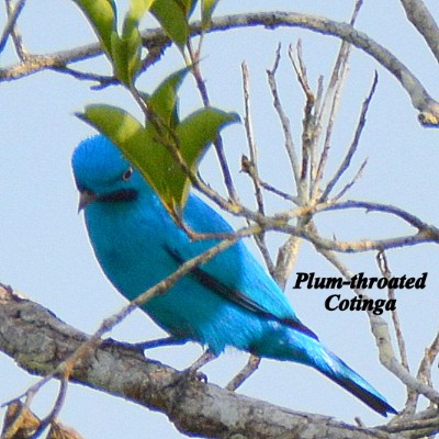 Plum-throated Cotinga